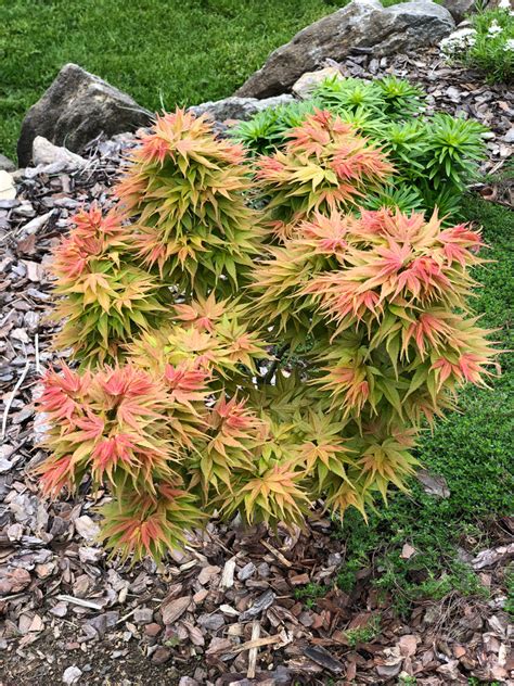 Cold Weather If the weather drops below 20 degrees Fahrenheit expect your Japanese Maple tree to potentially become harmed and. . Mayday japanese maple